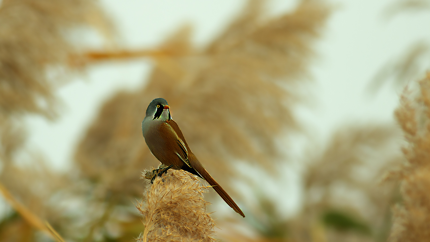 Bearded Reedling
